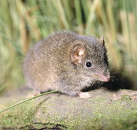 Munmorah State Conservation Area - Lightning Ridge Tourism