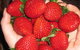 The Strawberry Farm - thumb 0
