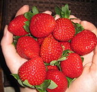 The Strawberry Farm - Lightning Ridge Tourism