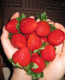 The Strawberry Farm - Lightning Ridge Tourism 0