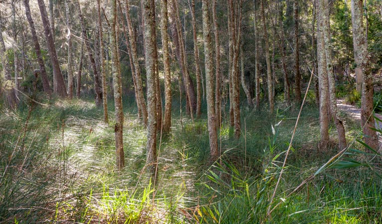 Buangla NSW Lightning Ridge Tourism