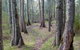 Anabranch Loop Track - thumb 1