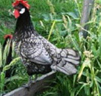 Merry Maidens Veggies - Lightning Ridge Tourism