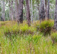 Narrawallee Inlet walking track - Lightning Ridge Tourism