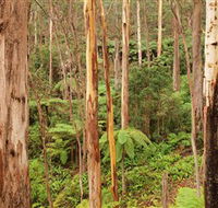 Cycle Mogo State Forest - Lightning Ridge Tourism