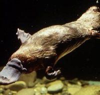 Platypus Pool - Lightning Ridge Tourism