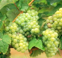 Red Tail Wines - Lightning Ridge Tourism