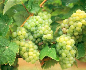 Red Tail Wines - Lightning Ridge Tourism 0