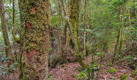 Falcorostrum Loop Walking Track - Lightning Ridge Tourism 2
