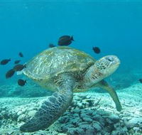Flinders Reef Dive Site - Lightning Ridge Tourism