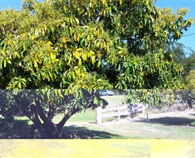 The Avocado Farm - Lightning Ridge Tourism 2