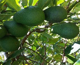 The Avocado Farm - Lightning Ridge Tourism 6