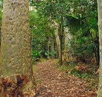 Depot Beach Rainforest walk - Lightning Ridge Tourism