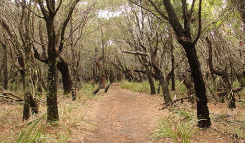 Pretty Beach To Snapper Point Walking Track - Lightning Ridge Tourism 0