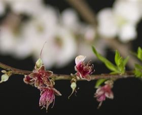 Fruit Salad Tree Company - Lightning Ridge Tourism 1