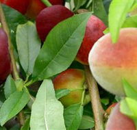Fruit Salad Tree Company - Lightning Ridge Tourism