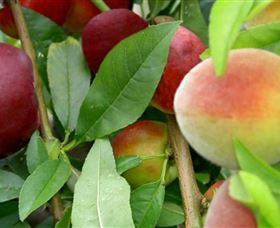 Fruit Salad Tree Company - Lightning Ridge Tourism 0