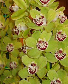 Tinonee Orchid Nursery - Lightning Ridge Tourism 1
