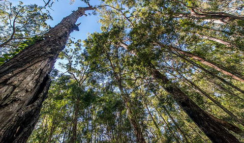 Brimbin Nature Reserve - Lightning Ridge Tourism 3