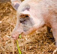 Djanbung Permaculture Gardens - Lightning Ridge Tourism