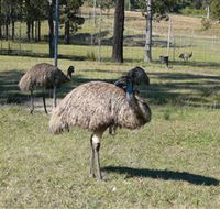 Glen Ian Ostrich and Emu Farm - Lightning Ridge Tourism