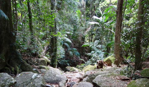 Wollumbin National Park - Lightning Ridge Tourism 2