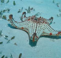 The Pines Dive Site - Lightning Ridge Tourism