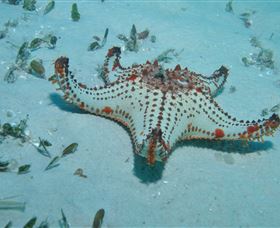 The Pines Dive Site - Lightning Ridge Tourism 0