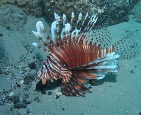 The Pines Dive Site - Lightning Ridge Tourism 1