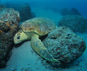 The Pines Dive Site - Lightning Ridge Tourism 3
