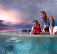 Tangalooma Dolphin Feeding - Lightning Ridge Tourism