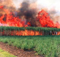 Reeves Family Sugar Cane Farm - Lightning Ridge Tourism