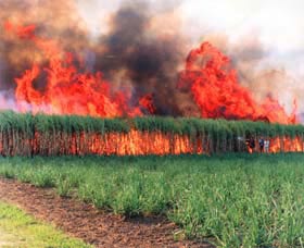 Reeves Family Sugar Cane Farm - Lightning Ridge Tourism 0