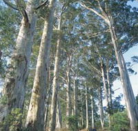 The Great Forest Trees Drive - Lightning Ridge Tourism
