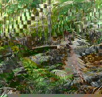 Wollumbin-Mount Warning National Park - Lightning Ridge Tourism