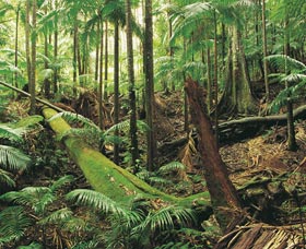 Wollumbin-Mount Warning National Park - Lightning Ridge Tourism 0