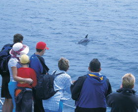 Dolphin Discovery Centre - Lightning Ridge Tourism 3