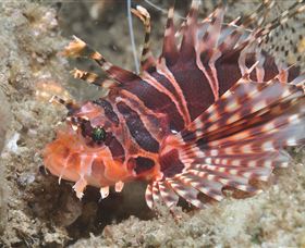 The Seaway Dive Site - Lightning Ridge Tourism 0