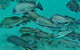 The Seaway Dive Site - thumb 3