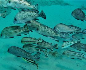The Seaway Dive Site - Lightning Ridge Tourism 3