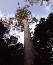 Orara East State Forest - Lightning Ridge Tourism 3