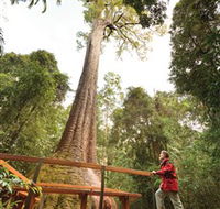 Old Bottlebutt - Lightning Ridge Tourism