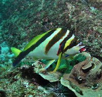 Palm Beach Reef Dive Site - Lightning Ridge Tourism