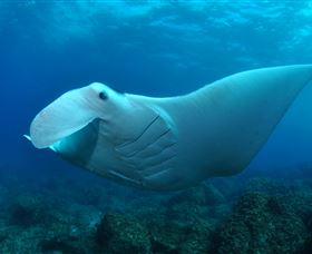 Manta Bommie Dive Site - Lightning Ridge Tourism 0