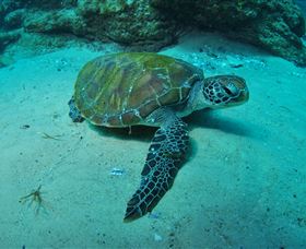 Manta Bommie Dive Site - Lightning Ridge Tourism 3