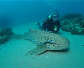 Manta Bommie Dive Site - Lightning Ridge Tourism 1