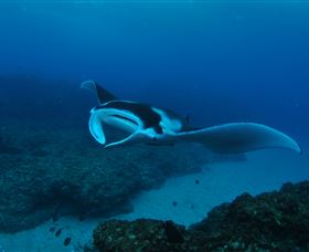 Manta Bommie Dive Site - Lightning Ridge Tourism 2