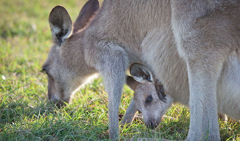 Moonee Beach Nature Reserve - Lightning Ridge Tourism 2