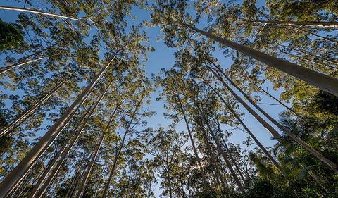 Queens Lake Nature Reserve - Lightning Ridge Tourism 2