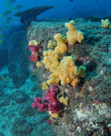 Shag Rock Dive Site - Lightning Ridge Tourism 0